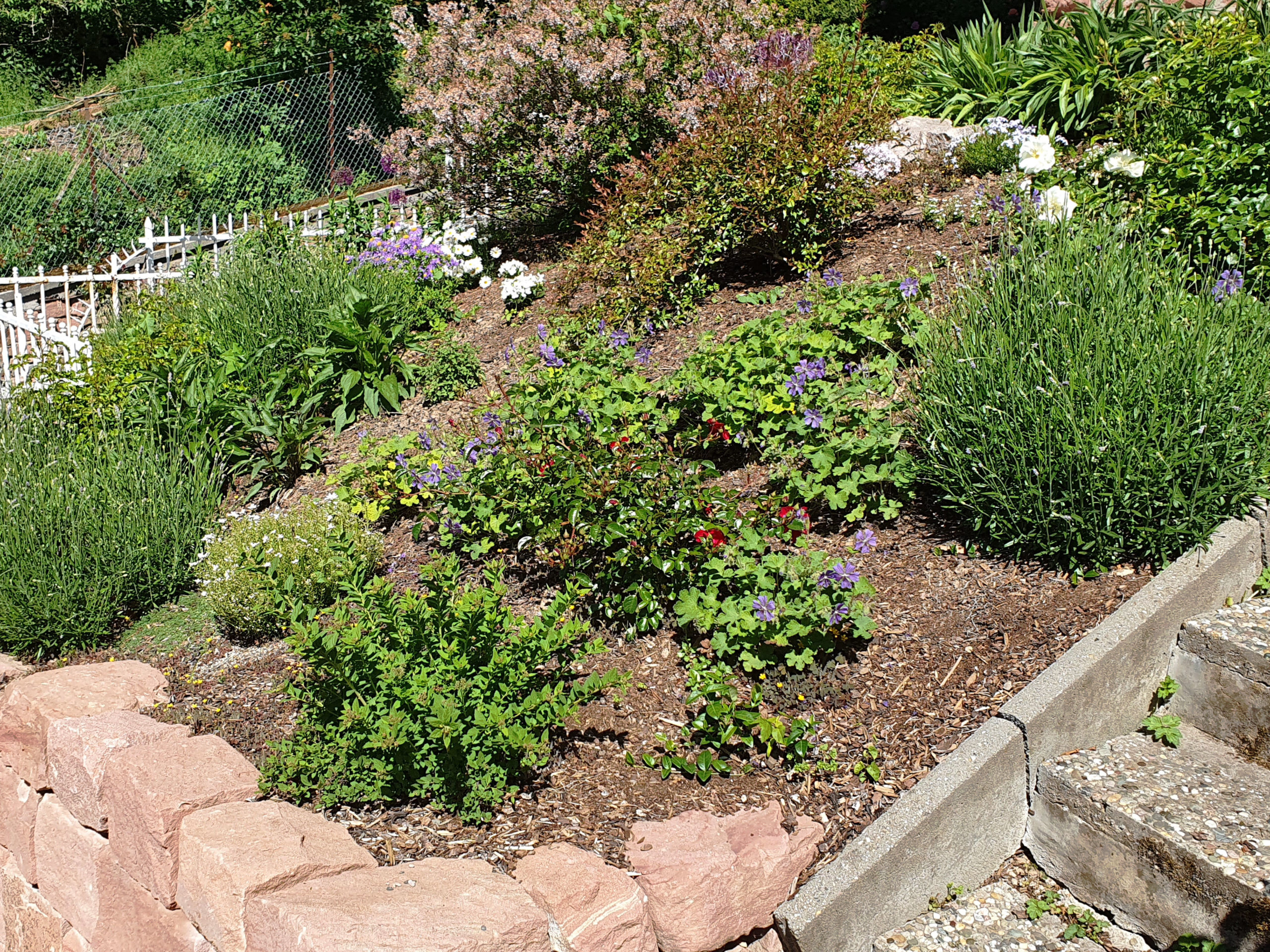 Gartengestaltung mit blühendem Staudenbeet in Heidelberg